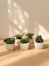Deko Pflanze Sukkulenten 5-fach sort. im Display